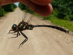 Somatochlora tenebrosa