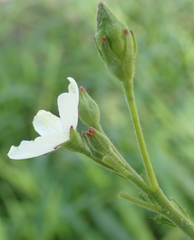 Hibiscus lobatus