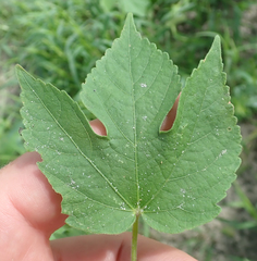 Hibiscus lobatus