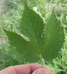 Hibiscus lobatus