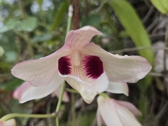Dendrobium pulchellum