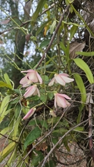 Dendrobium pulchellum, photograph (c) Cheongweei Gan, some rights reserved (CC BY)