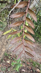 Dendrobium pulchellum, photograph (c) Cheongweei Gan, some rights reserved (CC BY)