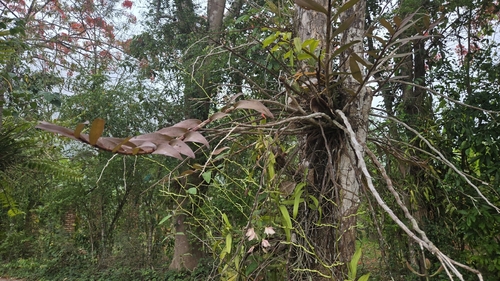 Dendrobium pulchellum, photograph 3