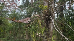 Dendrobium pulchellum, photograph (c) Cheongweei Gan, some rights reserved (CC BY)