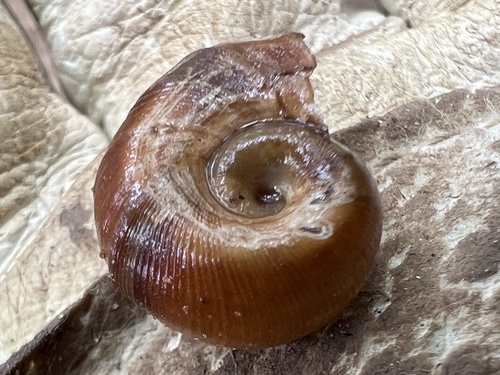 Mexican Ramshorn