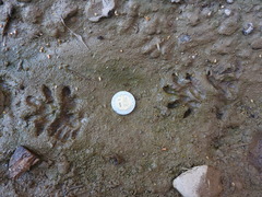 Didelphis virginiana