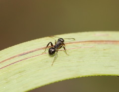 Pseudonotoncus hirsutus
