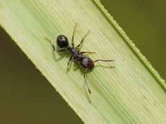Pseudonotoncus hirsutus