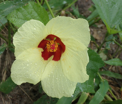 Hibiscus calyphyllus