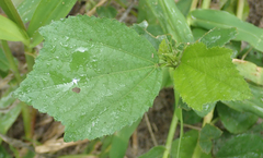 Hibiscus calyphyllus