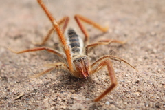 Galeodidae