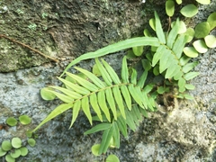 Pteris vittata