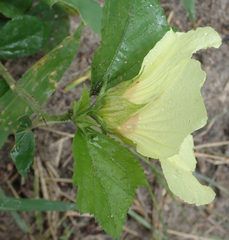 Hibiscus calyphyllus