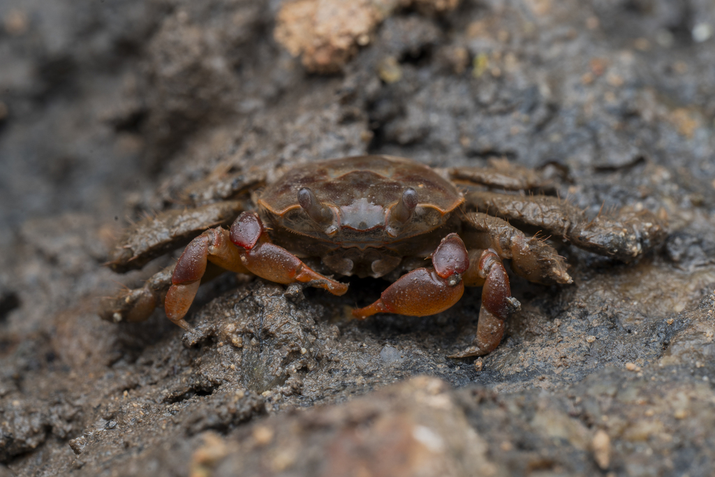 Red Silt Crab