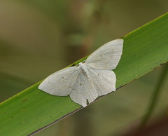 Maxates centrophylla