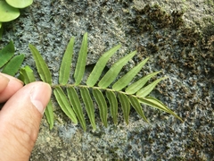 Pteris vittata