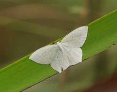 Maxates centrophylla