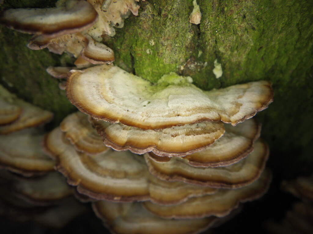 Trichaptum biforme · April 2026 · photo: © nataliewaddellrutter (iNaturalist, cc-by)
