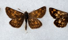 Carterocephalus mandan