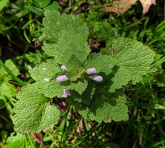 Lamium purpureum