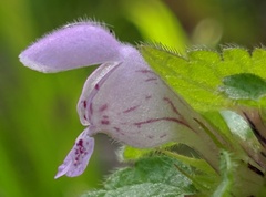 Lamium purpureum