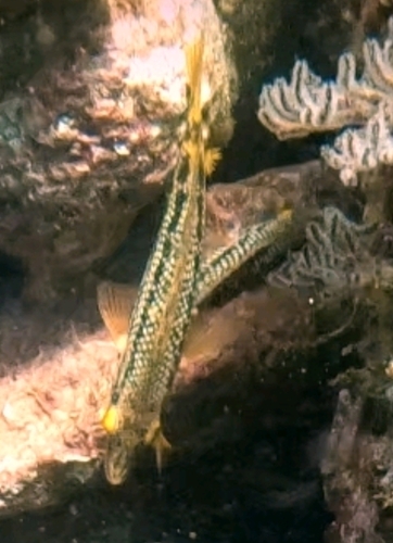 Mexican Hogfish (Bodianus diplotaenia)