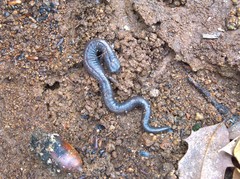 Batrachoseps major major