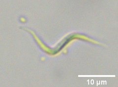 Monoraphidium contortum