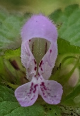 Lamium purpureum