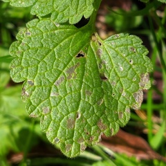 Lamium purpureum