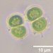 Chroococcus minutus - Photo (c) zookanthos, algunos derechos reservados (CC BY), subido por zookanthos