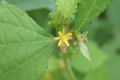 Triumfetta pentandra