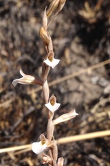 Schiedeella transversalis