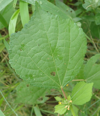 Triumfetta pentandra