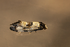 Neocochylis dubitana