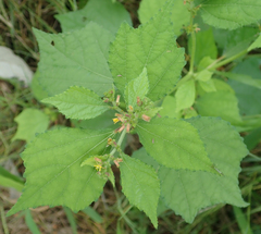 Triumfetta pentandra