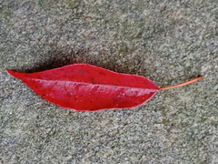 Elaeocarpus japonicus