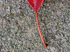 Elaeocarpus japonicus