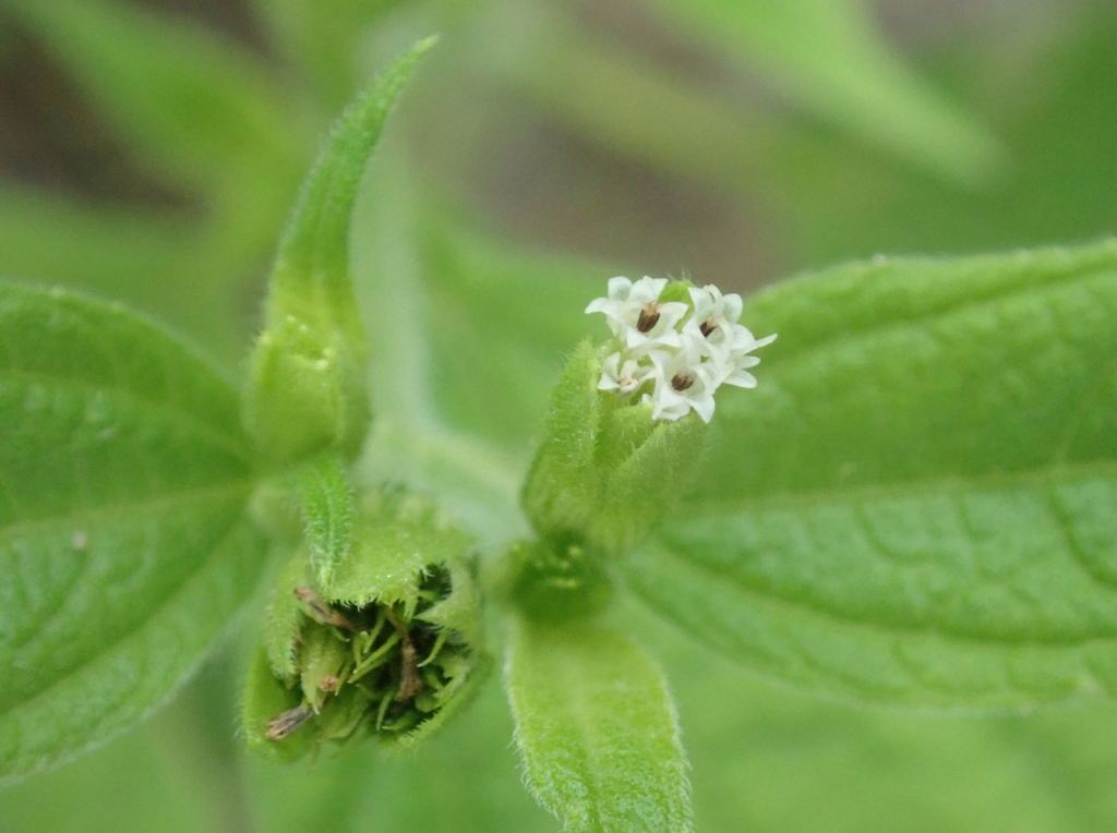 Blainvillea acmella (Blainvillea acmella)