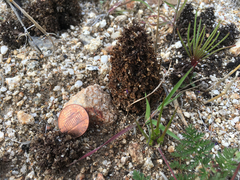 Pholisma arenarium