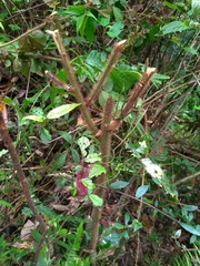 Rubus wallichianus