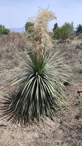 Nolina parviflora