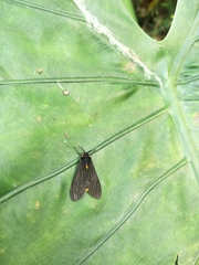 Amsactoides solitaria