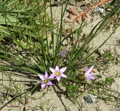 Romulea rosea australis