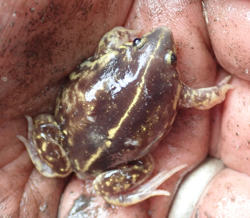Guinea Piglet Frog, Hemisus guineensis