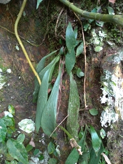 Antrophyum formosanum