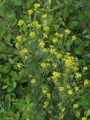 Erysimum marschallianum