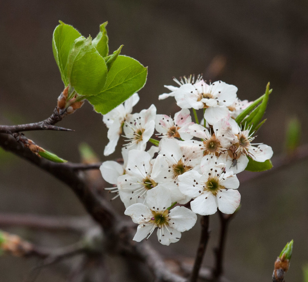 Callery pear (Invasive Plants of Maryland) · iNaturalist