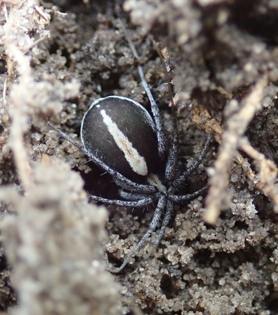 Ammoxenus coccineus